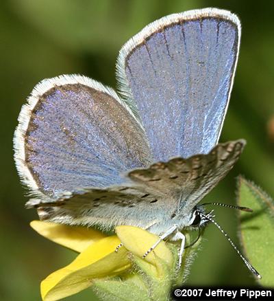 Melissa Blue (Plebejus melissa)