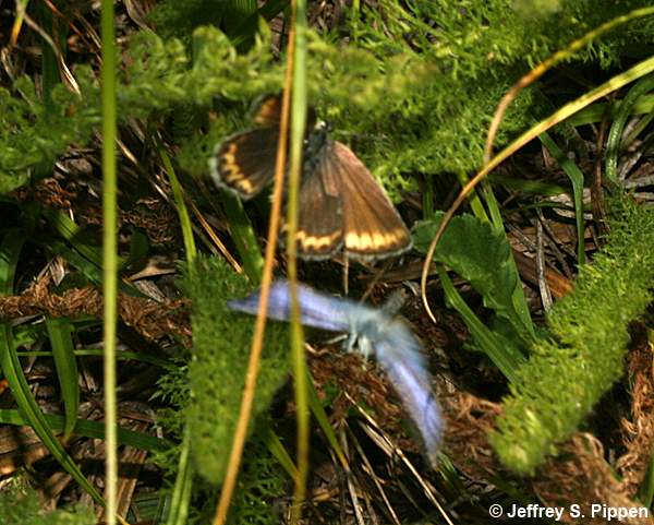 Melissa Blue (Plebejus melissa)