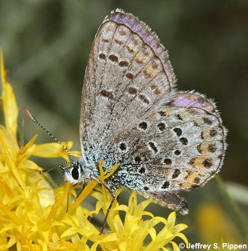 Melissa Blue (Plebejus melissa)