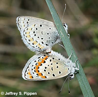 Melissa Blue (Plebejus melissa)