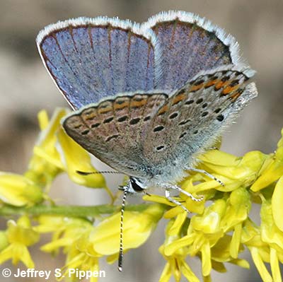 Melissa Blue (Plebejus melissa)