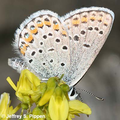 Melissa Blue (Plebejus melissa)