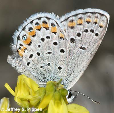 Melissa Blue (Plebejus melissa)