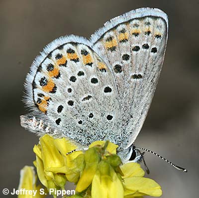 Melissa Blue (Plebejus melissa)