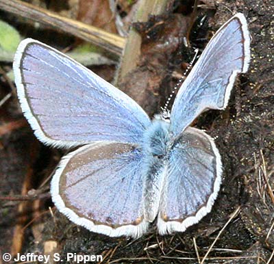 Melissa Blue (Plebejus melissa)