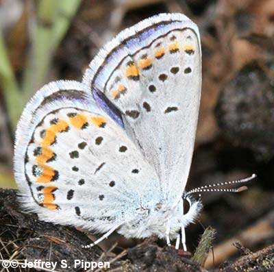 Melissa Blue (Plebejus melissa)