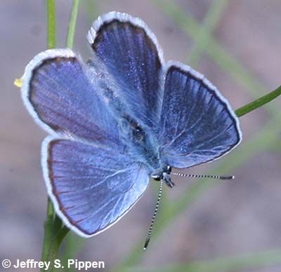 Melissa Blue (Plebejus melissa)