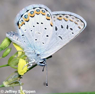 Melissa Blue (Plebejus melissa)