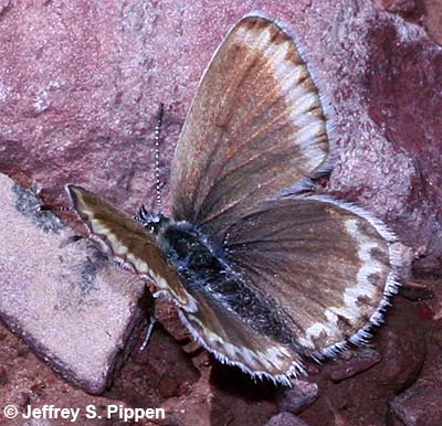 Melissa Blue (Plebejus melissa)