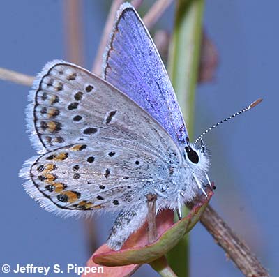 Melissa Blue (Plebejus melissa)
