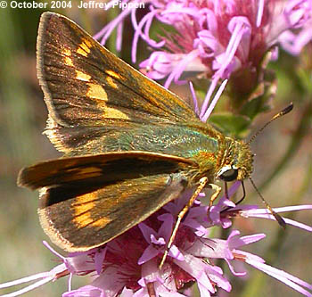 Meske's Skipper (Hesperia meskei)