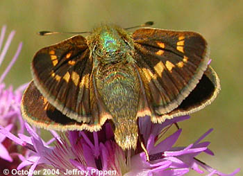 Meske's Skipper (Hesperia meskei)