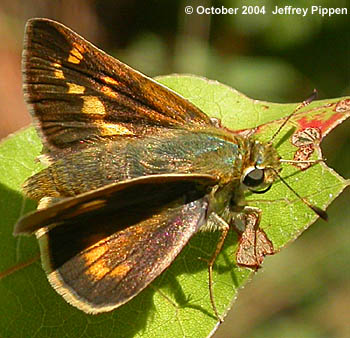 Meske's Skipper (Hesperia meskei)