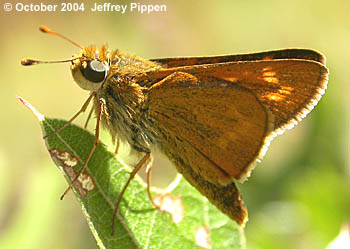 Meske's Skipper (Hesperia meskei)