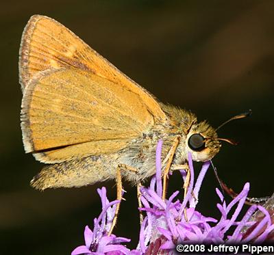 Meske's Skipper (Hesperia meskei)