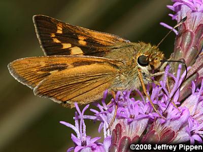 Meske's Skipper (Hesperia meskei)