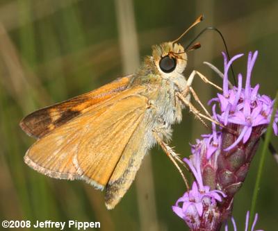 Meske's Skipper (Hesperia meskei)