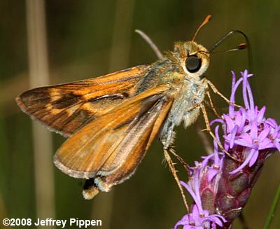 Meske's Skipper (Hesperia meskei)