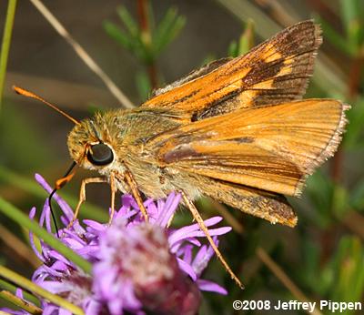Meske's Skipper (Hesperia meskei)