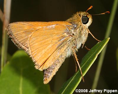 Meske's Skipper (Hesperia meskei)