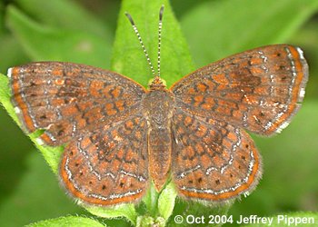 Rounded Metalmark (Calephelis perditalis)