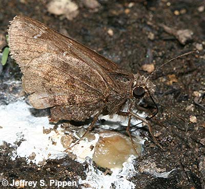 Mexican Cloudywing (Thorybes mexicana)