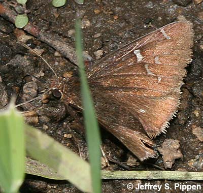 Mexican Cloudywing (Thorybes mexicana)