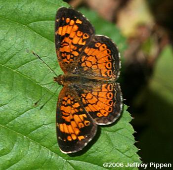 Mimic Crescent (Phyciodes incognitus)
