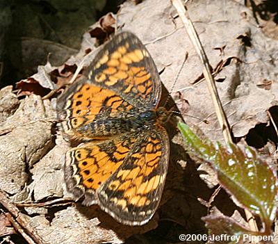 Mimic Crescent (Phyciodes incognitus)