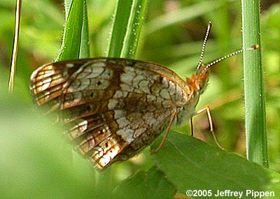 Mimic Crescent (Phyciodes incognitus)