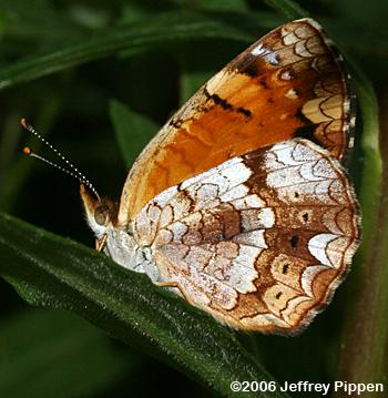 Mimic Crescent (Phyciodes incognitus)