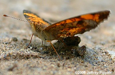 Mimic Crescent (Phyciodes incognitus)
