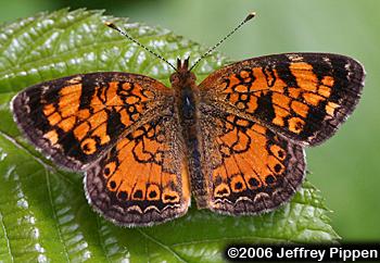 Mimic Crescent (Phyciodes incognitus)