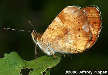 Mimic Crescent (Phyciodes incognitus)