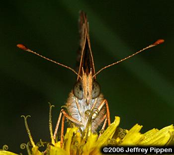 Mimic Crescent (Phyciodes incognitus)