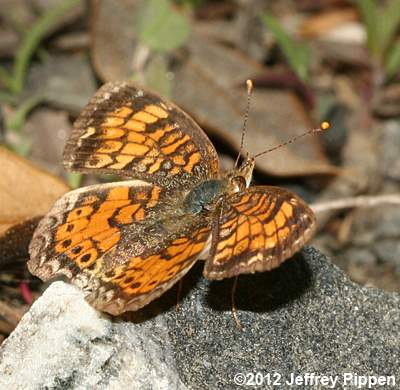 Mimic Crescent (Phyciodes incognitus)
