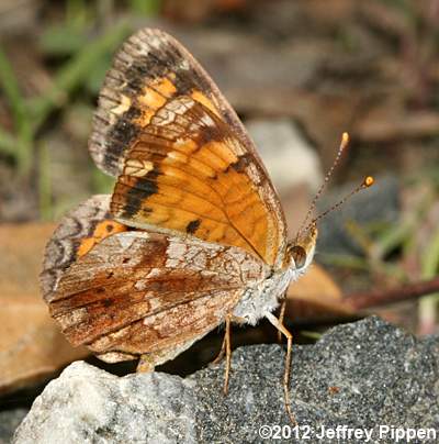 Mimic Crescent (Phyciodes incognitus)
