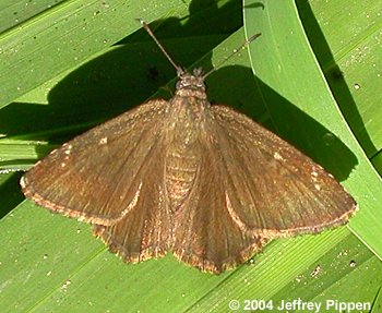 Mimosa Skipper (Cogia calchas)