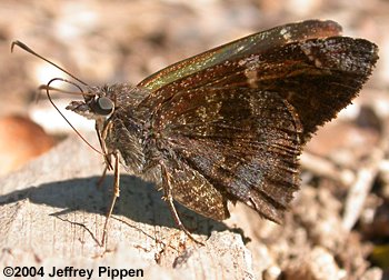 Mimosa Skipper (Cogia calchas)