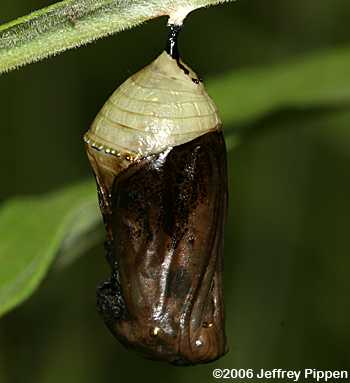 Monarch chrysalis (Danaus plexippus)