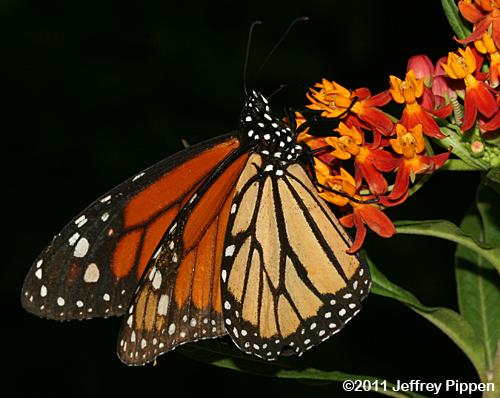 Monarch (Danaus plexippus)