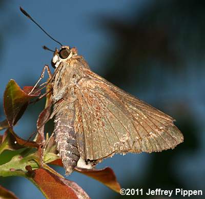 Monk Skipper (Asbolis capucinus)