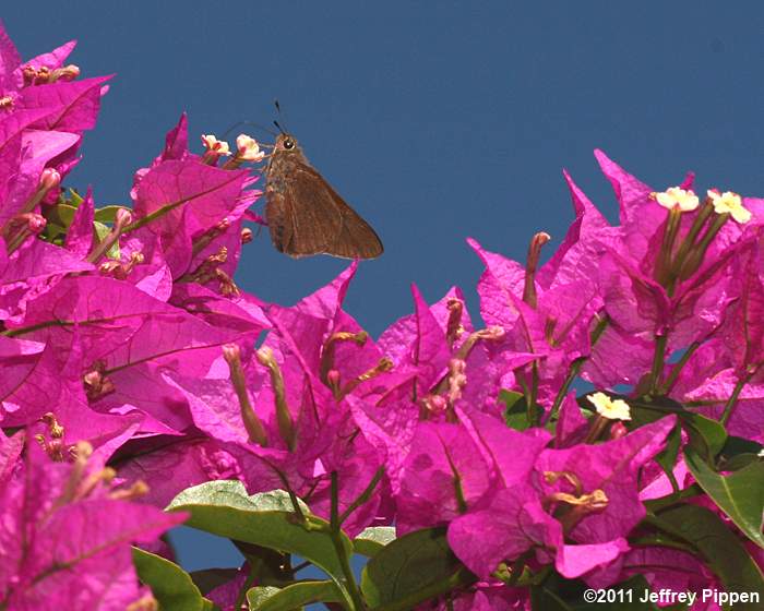 Monk Skipper (Asbolis capucinus)