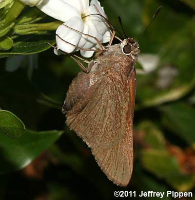 Monk Skipper (Asbolis capucinus)