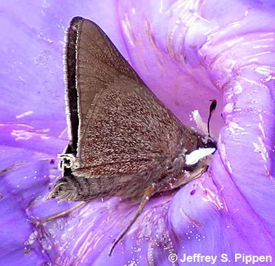 Monk Skipper (Asbolis capucinus)