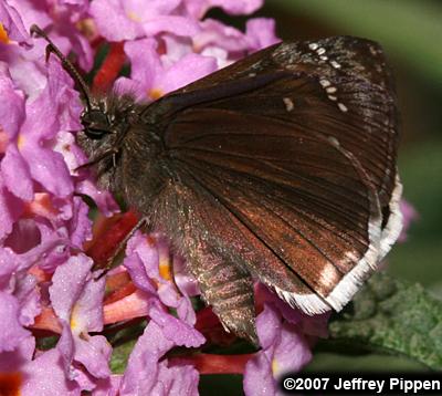 Mournful Duskywing (Erynnis tristis)