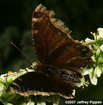 Mourning Cloak (Nymphalis antiopa)