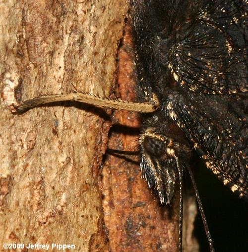 Mourning Cloak (Nymphalis antiopa)