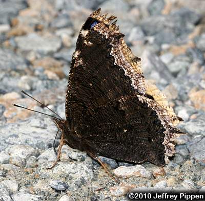 Mourning Cloak (Nymphalis antiopa)