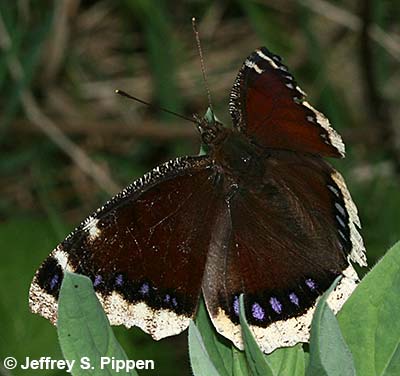 Mourning Cloak (Nymphalis antiopa)